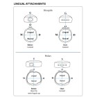 WASHBON MOLAR BANDS  ΟΡΘΟΔΟΝΤΙΚΑ